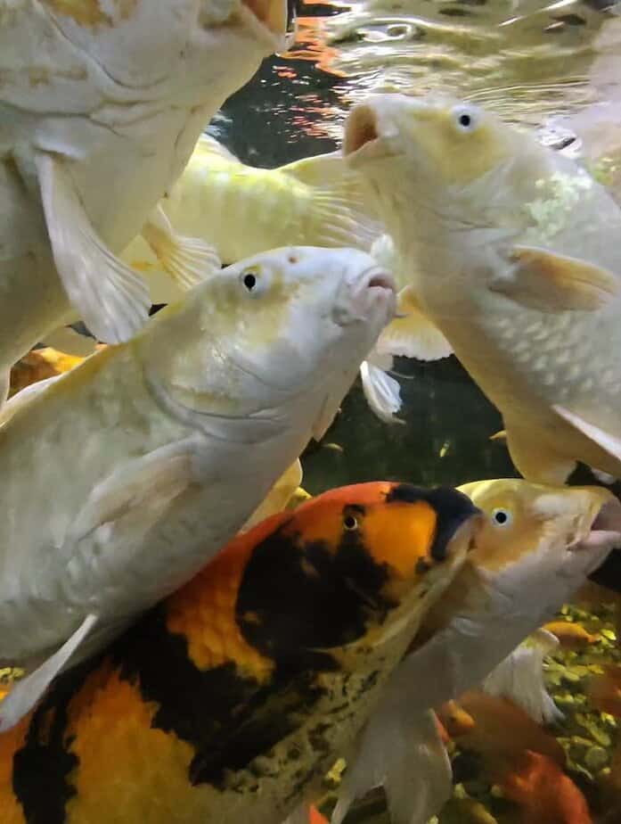 Penguin Meet And Greet