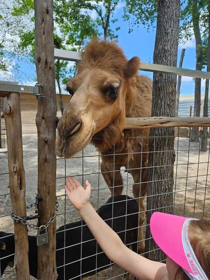 Respectful Touching And Animal Care