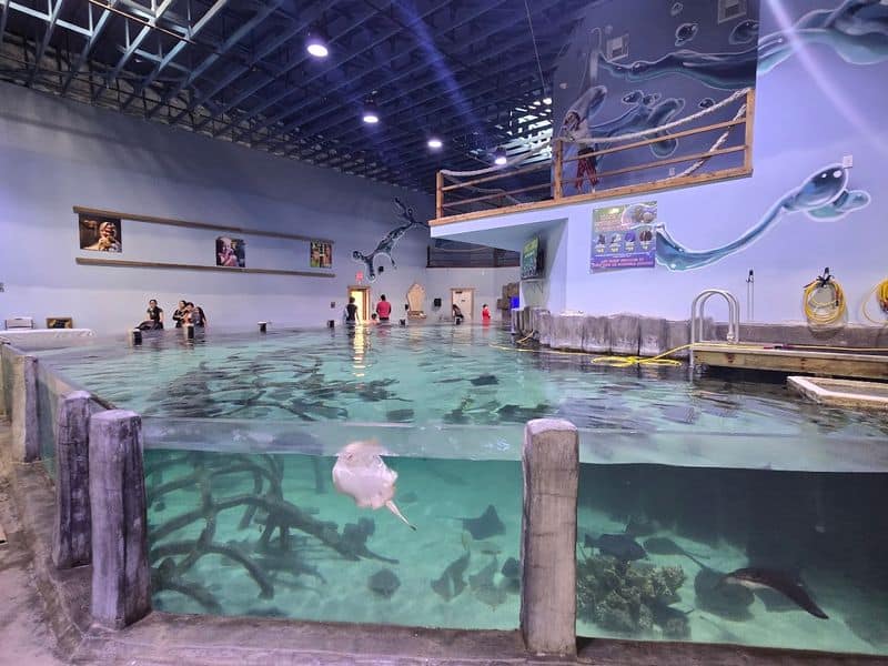 Stingray Bay Touch Tank
