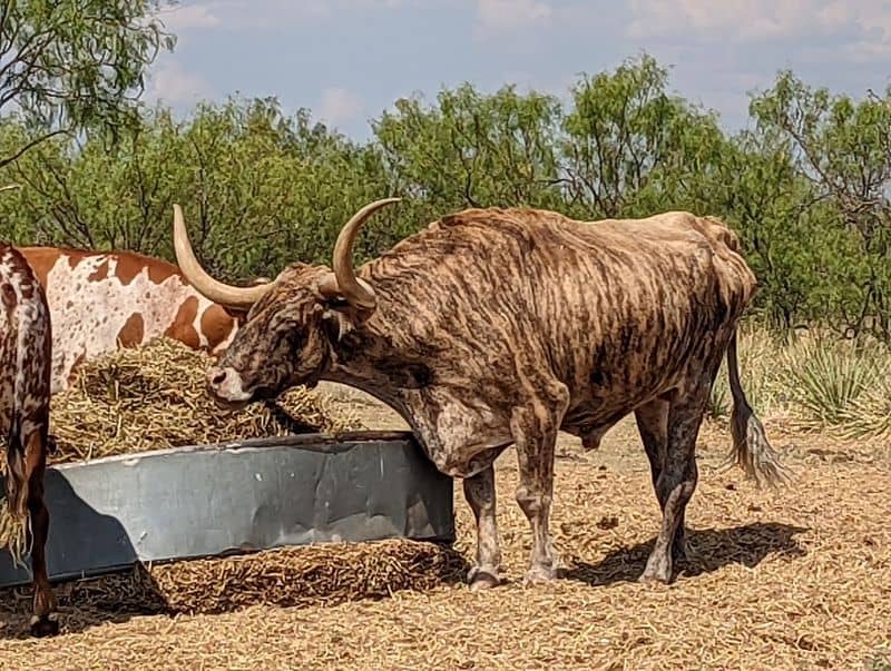 Wildlife and the Longhorn Herd