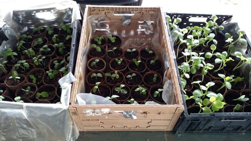 Microgreens and Fresh Herbs