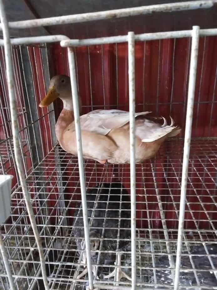 The Gigantic Swap Meet In Ohio That Almost Takes All Day To Explore Livestock And The Red Roof