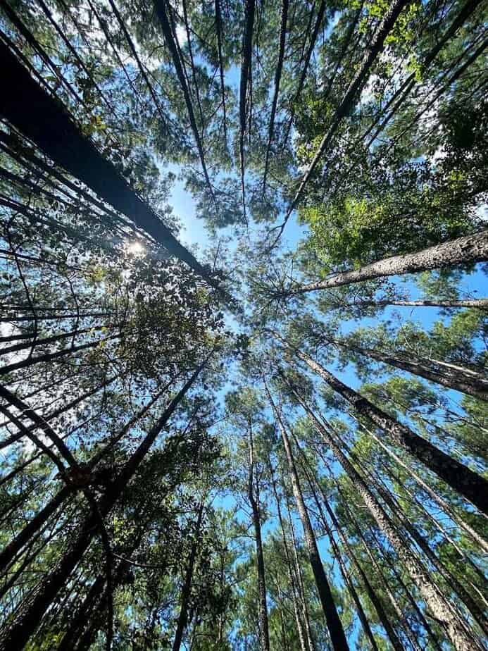 The Longest Hiking Trail in Texas Is 96 Miles—and It’s Right Outside Houston Finding The Hall of Roses
