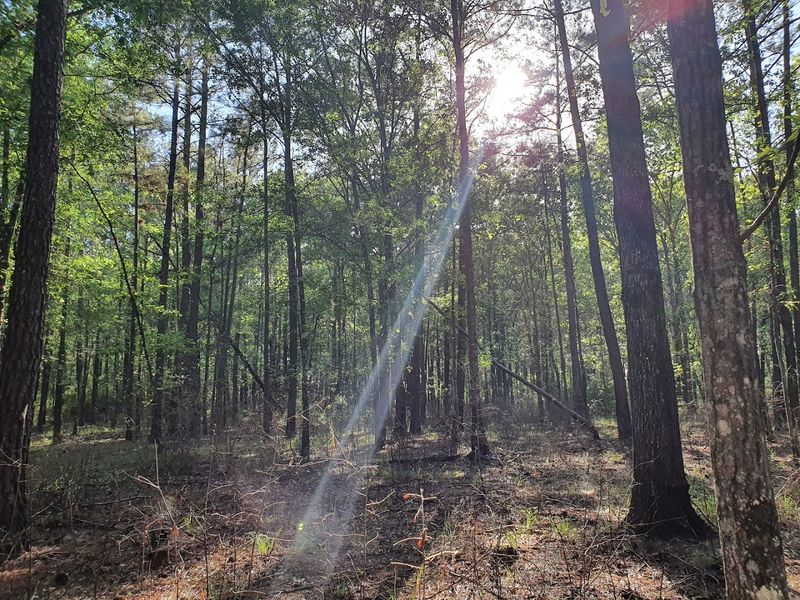 The Longest Hiking Trail in Texas Is 96 Miles—and It’s Right Outside Houston Seasonal Sweet Spots: Why Winter Wins