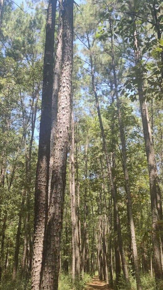 The Longest Hiking Trail in Texas Is 96 Miles—and It’s Right Outside Houston Wildlife, Quiet, and Night Sounds