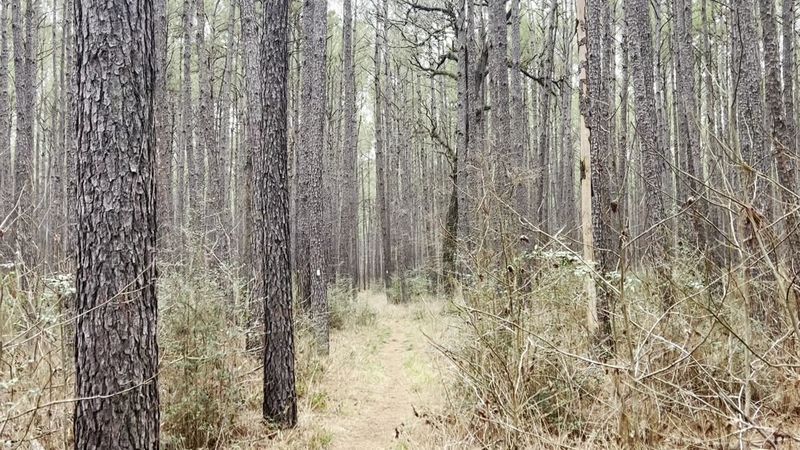 The Longest Hiking Trail in Texas Is 96 Miles—and It’s Right Outside Houston Primitive Camping From #9