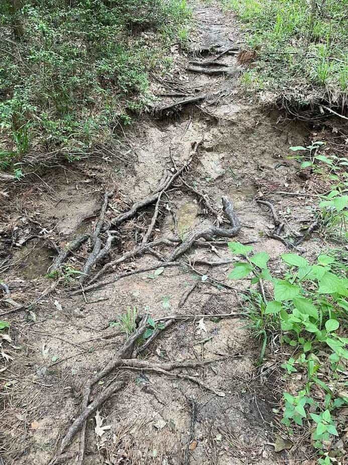The Longest Hiking Trail in Texas Is 96 Miles—and It’s Right Outside Houston Safety, Bugs, and Trail Etiquette