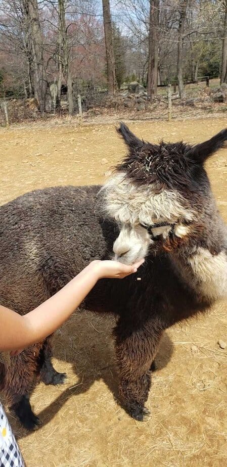 What you learn when you spend time around alpacas