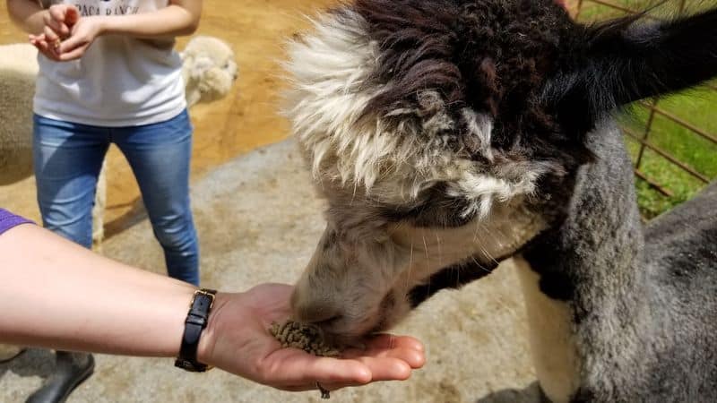 What it feels like to meet the herd up close