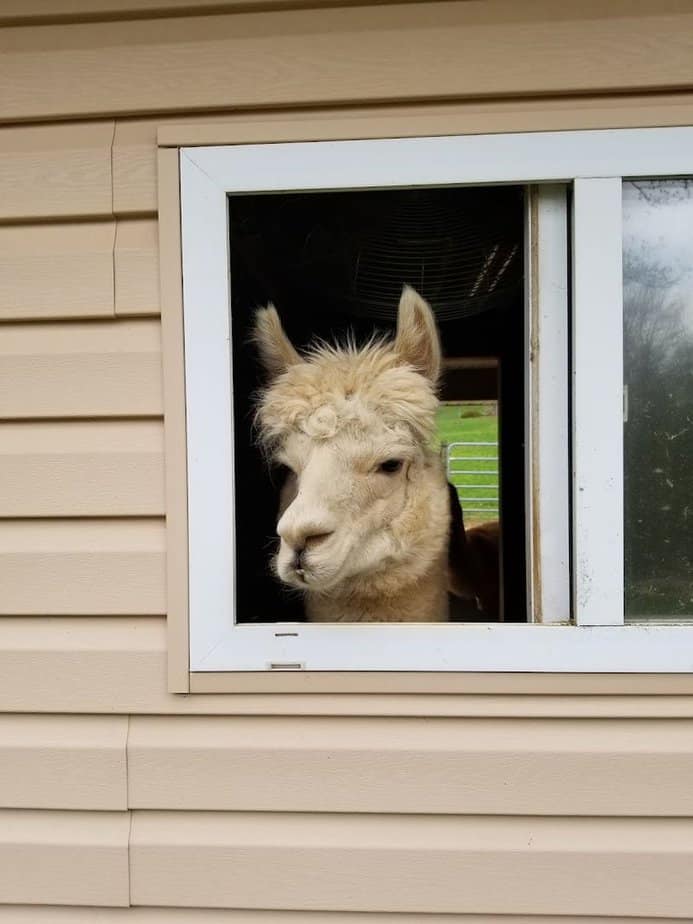 The little details that make the farm so relaxing