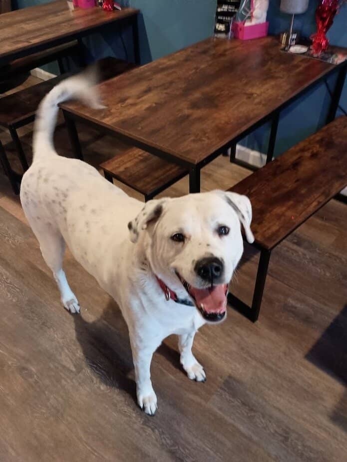 Meet Smokey&rsquo;s Doggy Caf&eacute; where pups roam and humans actually relax