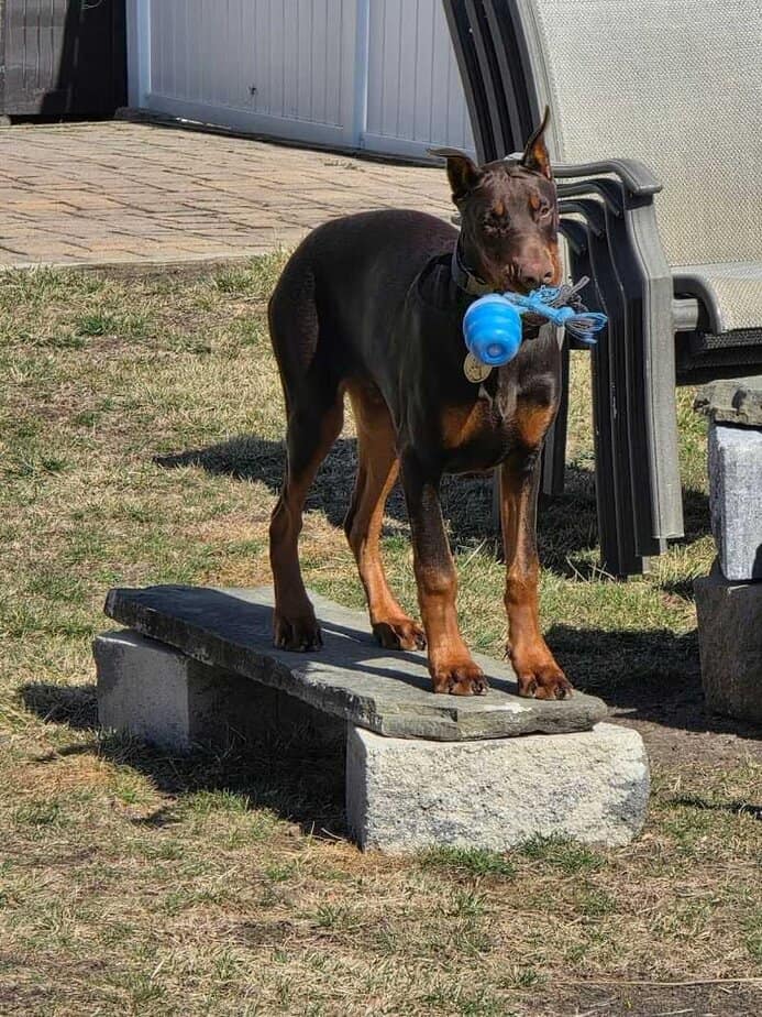 The fenced outdoor play yard that turns a quick stop into a whole outing