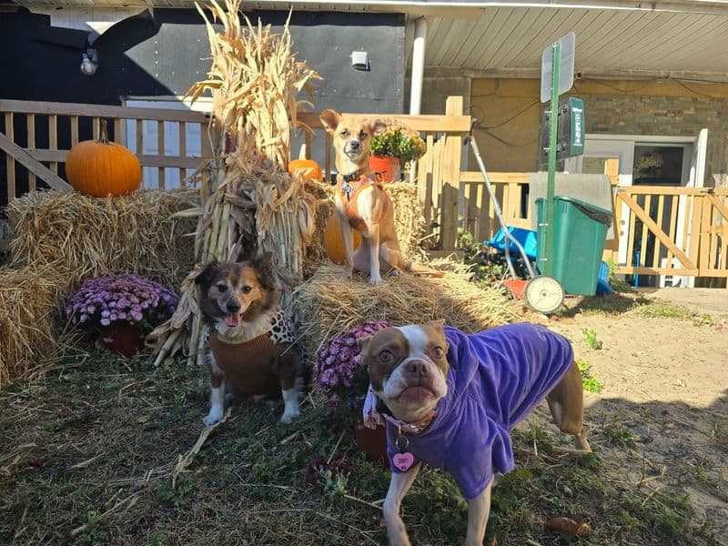 How the food delivery setup works when you want lunch and your dog wants freedom