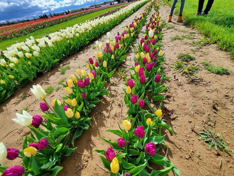 Why This New Jersey Tulip Farm Feels Like Spring&rsquo;s Official Arrival