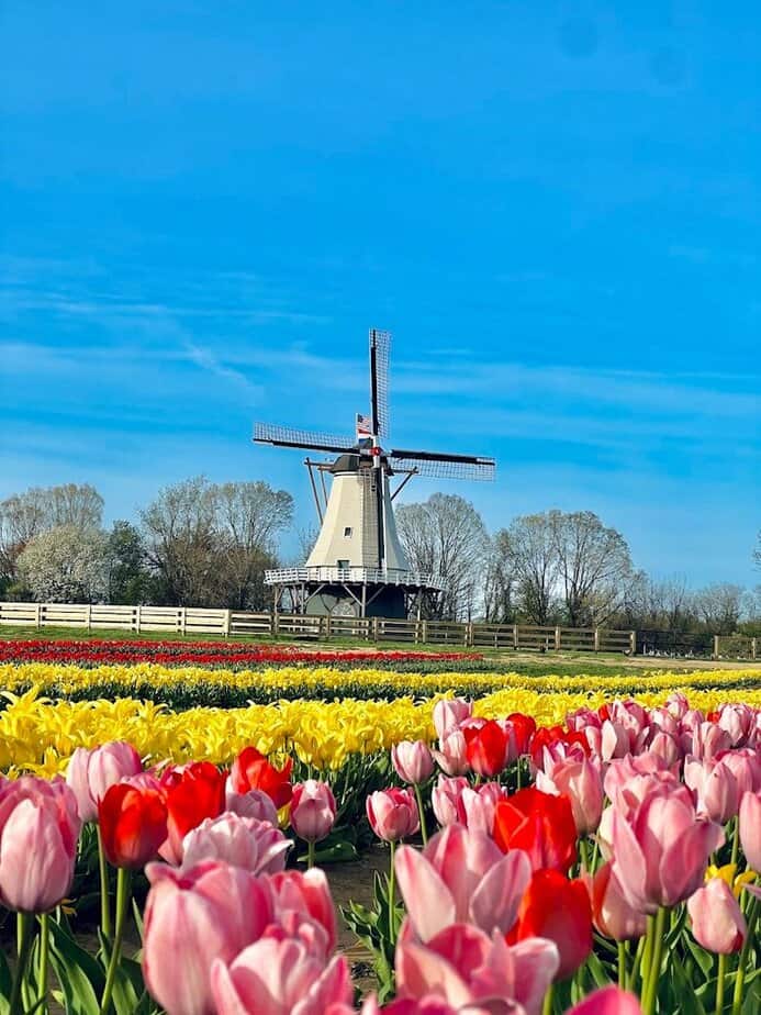 The Windmill Views, Flower Rows, and Photo Ops That Make It So Memorable