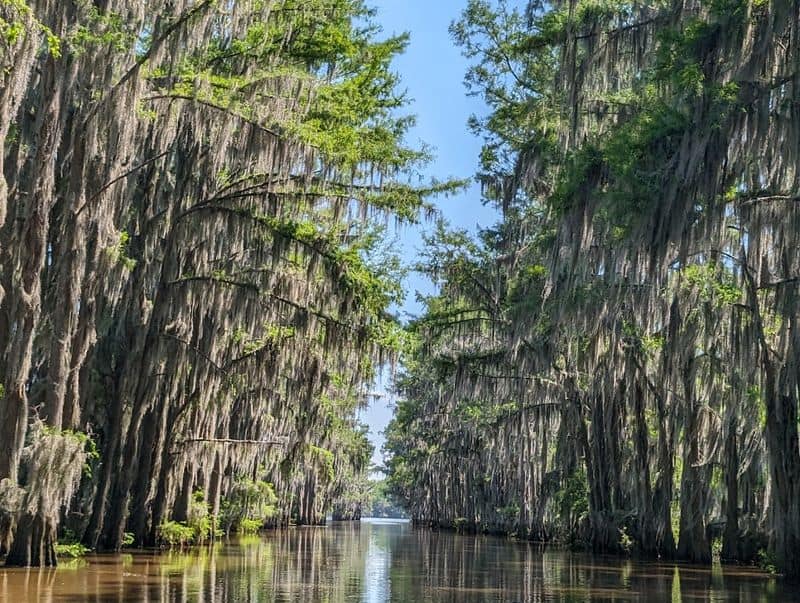 These 10 Texas Spots Look Unreal — And They’re Completely Free to Visit Caddo Lake