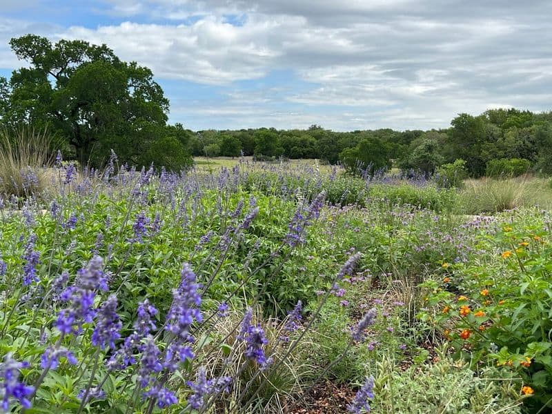 Lady Bird Johnson Wildflower Center (Austin)