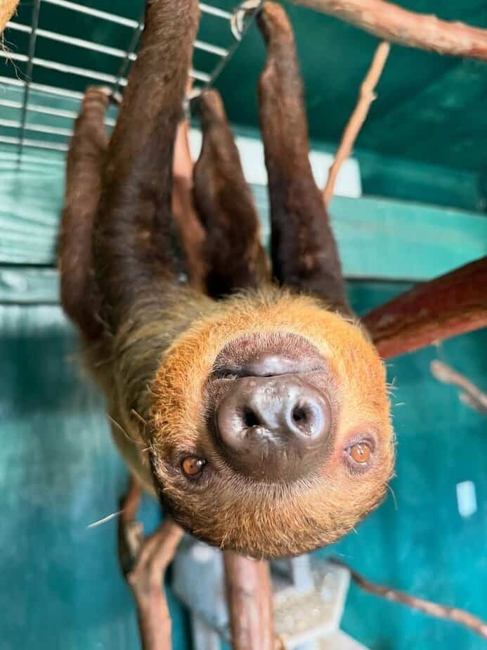 Slow Time With The Sloths