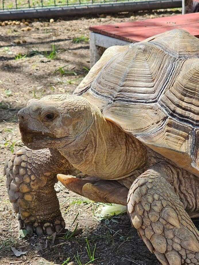 Playful Otter Moments