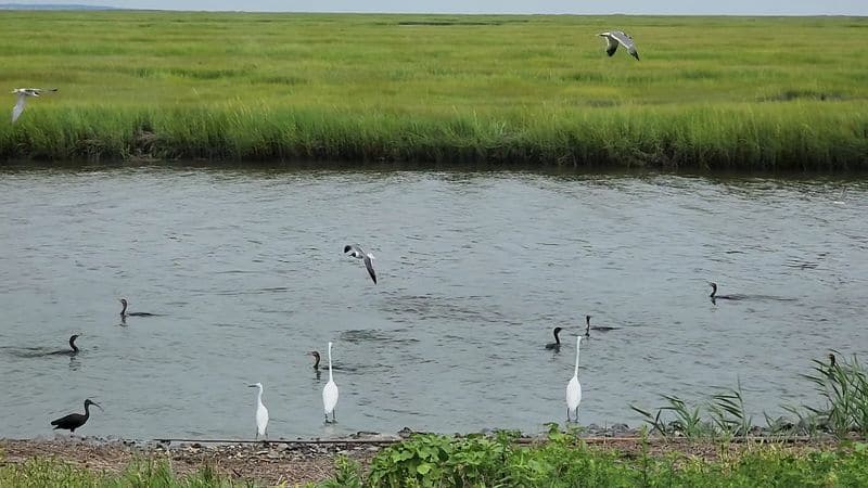 Why Edwin B. Forsythe Is One of New Jersey&rsquo;s Greatest Birding Escapes