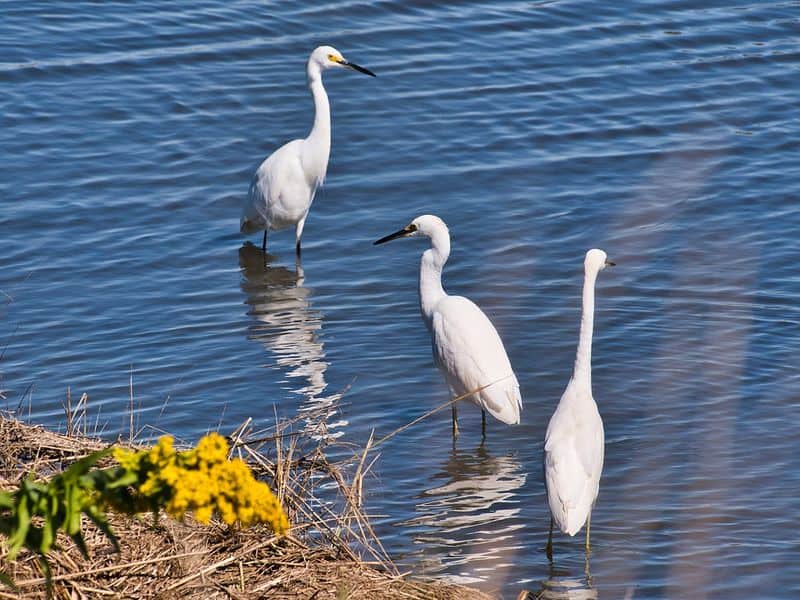 The Coastal Marshes That Make This Refuge a Magnet for Migrating Birds