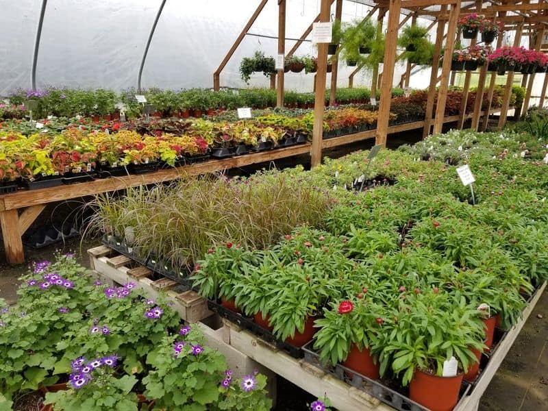 Plant Selection From Annuals to Trees