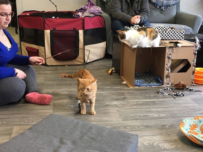 What It’s Like to Spend an Hour Surrounded by Adoptable Cats