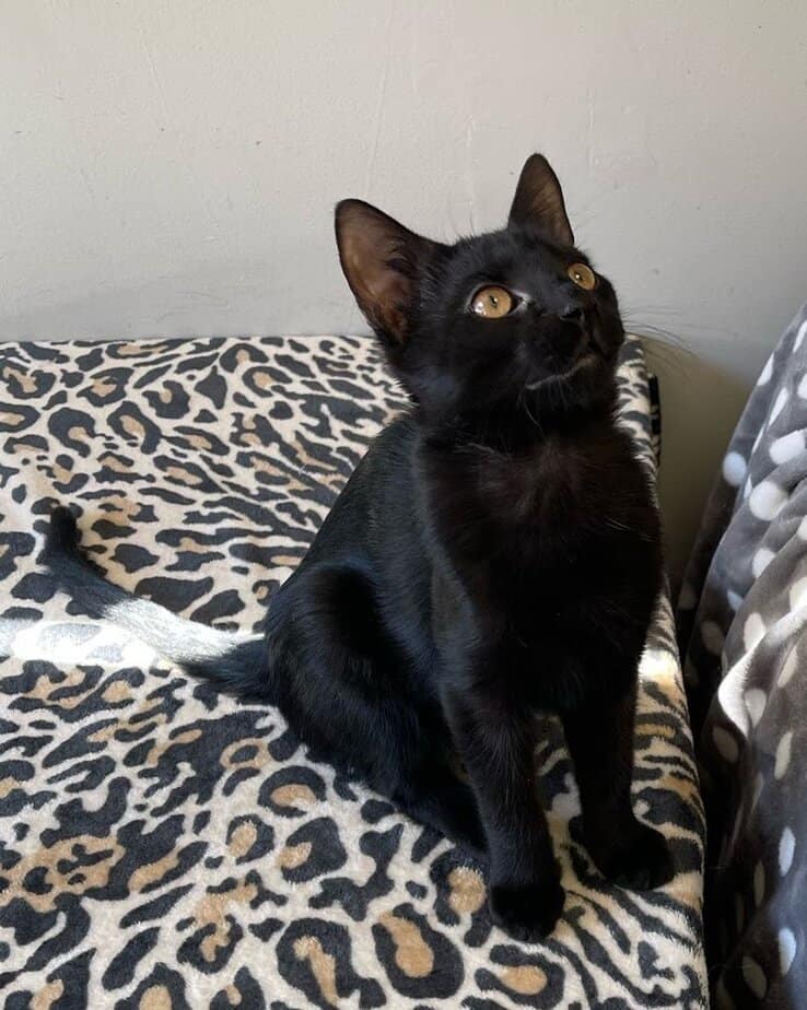 Why Animal Lovers Keep Falling for This Hidden New Jersey Gem