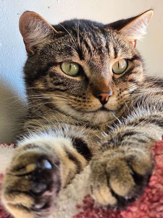 What to Know Before You Plan a Visit to Rahway Kitty Hall