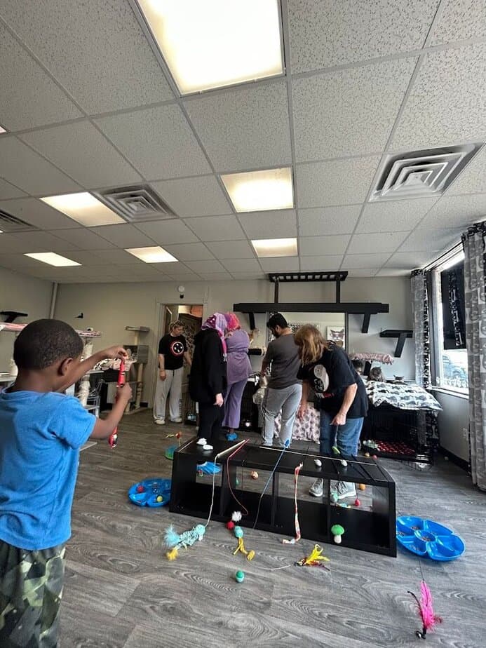 The Sweet Reason This Cat Lounge Is More Than Just a Cute Novelty