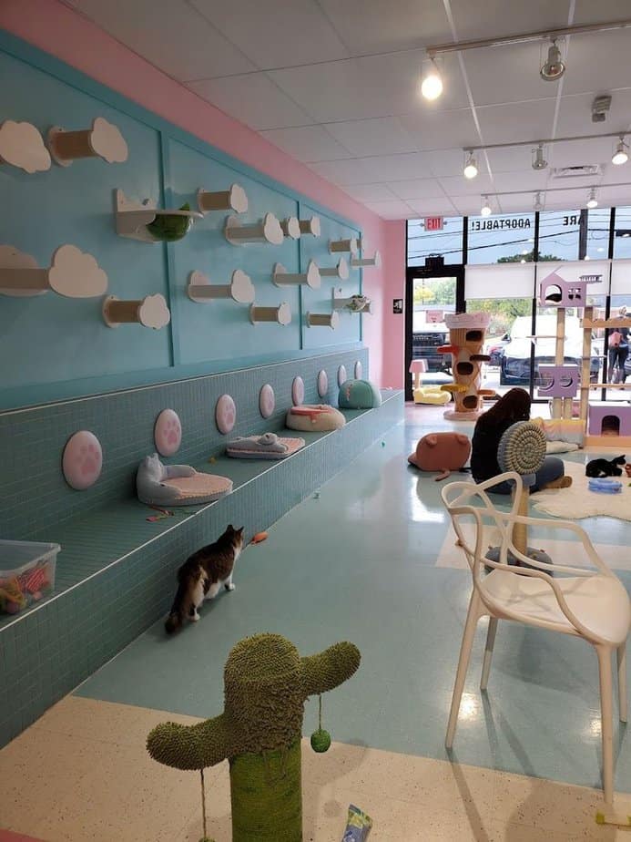 Cat Lounge Etiquette