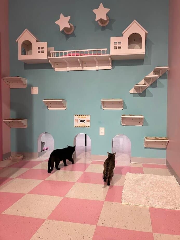 Adoption Journey With Colony Cats