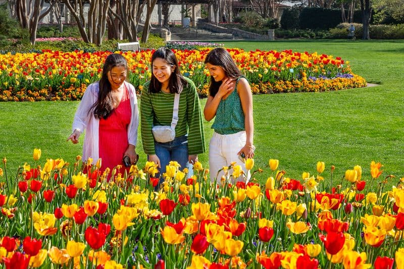 Dallas Blooms Overview