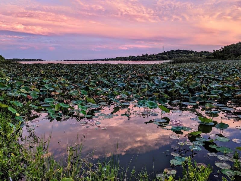 This Floating Boardwalk Hike in Texas Feels Almost Too Beautiful to Be Real Lotus, Lilies, And Seasonal Surprises