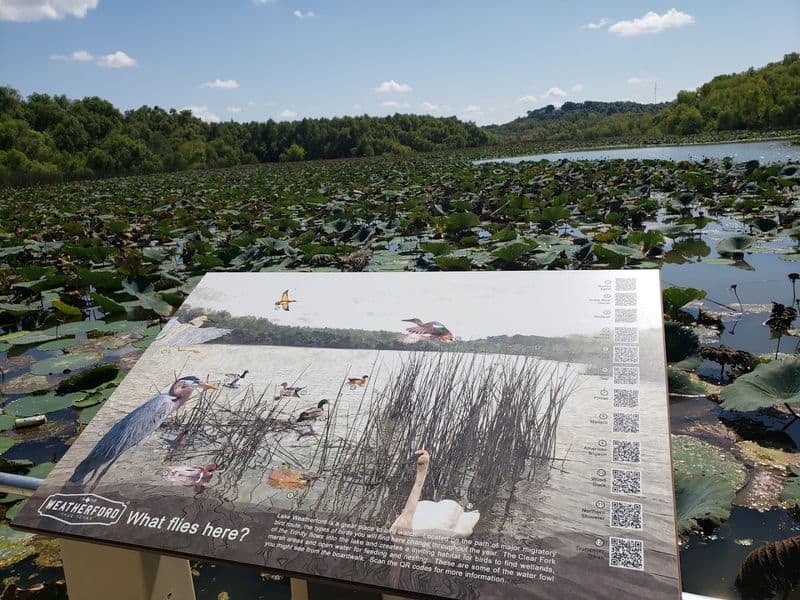 This Floating Boardwalk Hike in Texas Feels Almost Too Beautiful to Be Real Wildlife You Might See