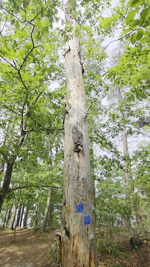 The Ancient Forest Story Behind These Remarkably Old New Jersey Trees