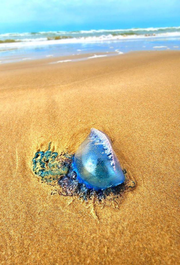 Shelling And Sea Beans