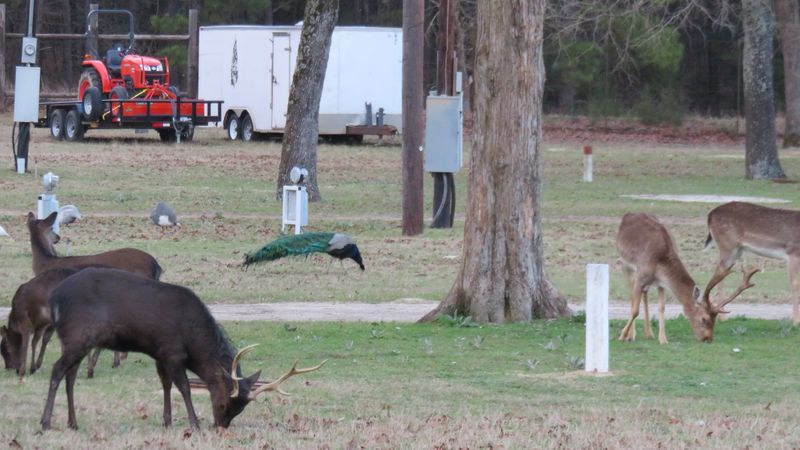 This Hidden Texas Spring Has Crystal-Clear Water and the Chillest Vibes Wildlife Up Close