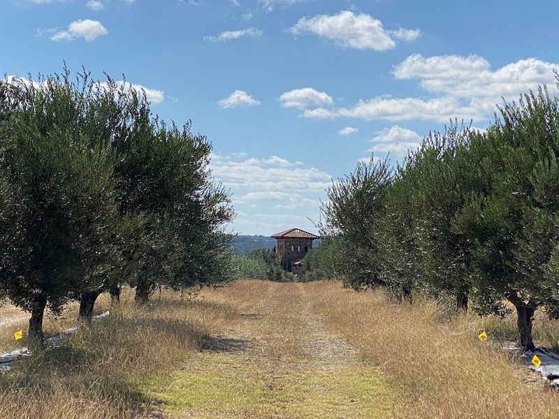 Orchard Tour and Grove Walk
