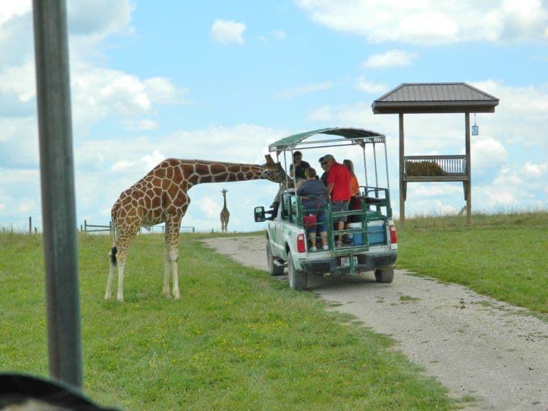 This Insanely Fun Road Trip Takes You To 9 Animal Parks In Ohio That Feel Like Africa The Wilds (Cumberland)