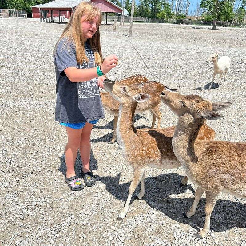 This Insanely Fun Road Trip Takes You To 9 Animal Parks In Ohio That Feel Like Africa Lagoon Deer Park (Sandusky)