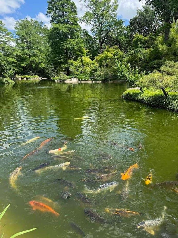 Family Fun, Dog Days, and Musical Swings