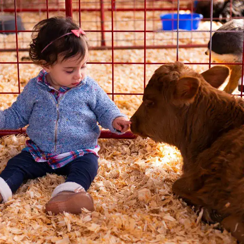 Barn Time: Livestock and Petting Zoo Tips