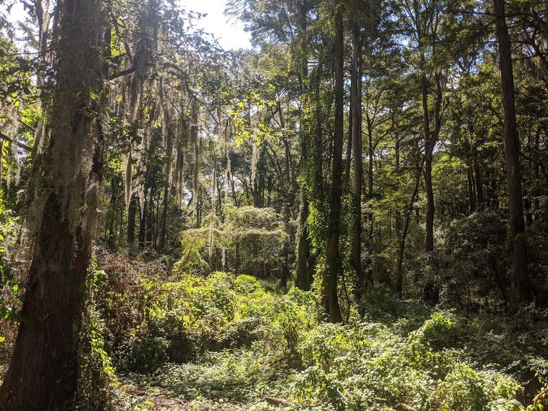 This Magical Texas Forest Looks Like It Came Straight Out of a Fairy Tale Caddo Forest Loop Hike