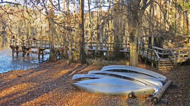 This Magical Texas Forest Looks Like It Came Straight Out of a Fairy Tale Practical Tips for a Dreamy Day