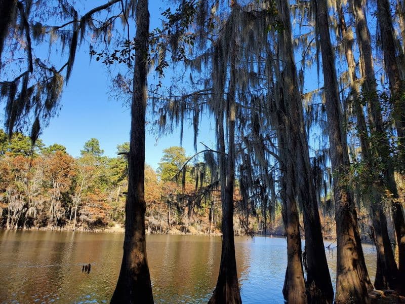 This Magical Texas Forest Looks Like It Came Straight Out of a Fairy Tale Wildlife Watching on Quiet Edges