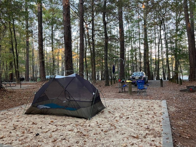 This Magical Texas Forest Looks Like It Came Straight Out of a Fairy Tale Camping Under the Pines