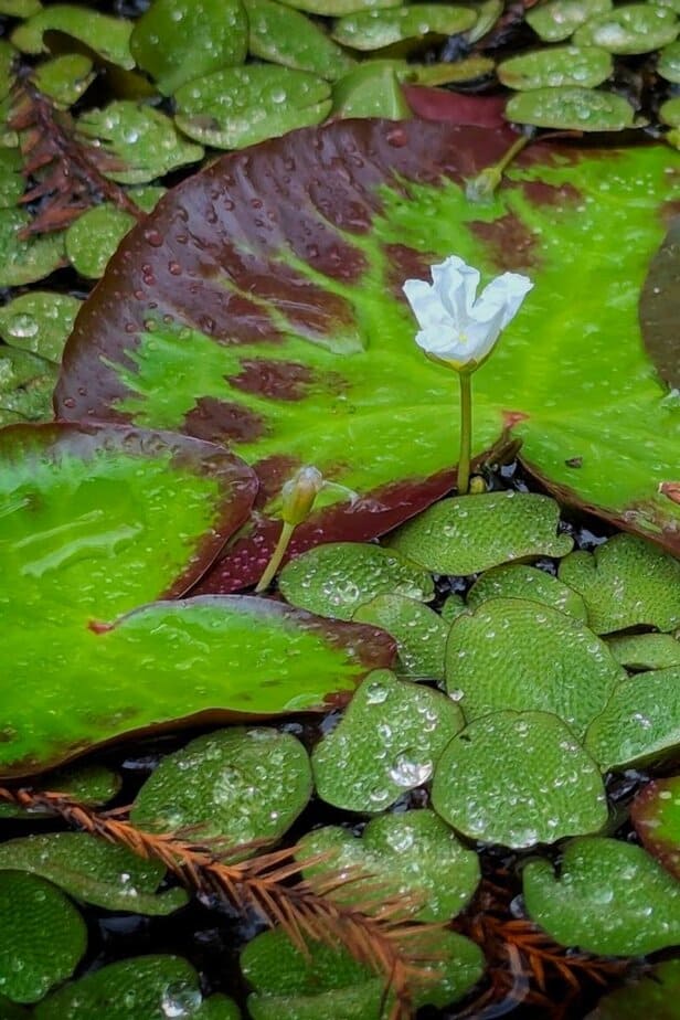 This Magical Texas Forest Looks Like It Came Straight Out of a Fairy Tale Seasons of Color and Mood