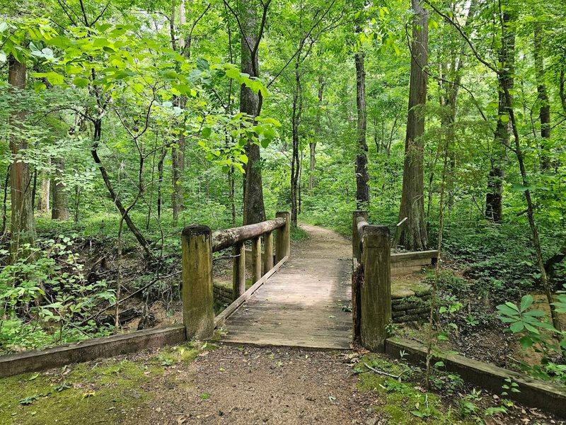 This Magical Texas Forest Looks Like It Came Straight Out of a Fairy Tale Boardwalks, Knees, and Mossy Details