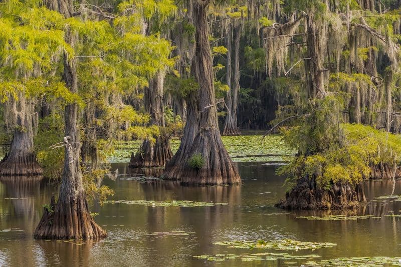 This Magical Texas Forest Looks Like It Came Straight Out of a Fairy Tale Paddling Among Cypress Cathedrals